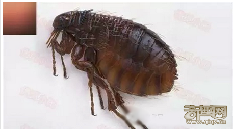 15种动物拥有超能力 猫头鹰隐身术超强
