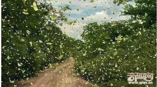 神秘又壮观的生命迁徙！太震撼！