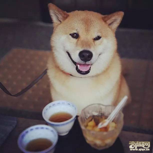 柴犬和秋田犬，并不是同一种土狗