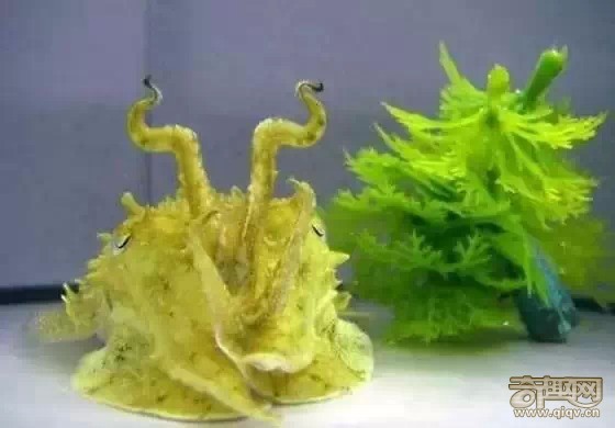 15种动物拥有超能力 猫头鹰隐身术超强