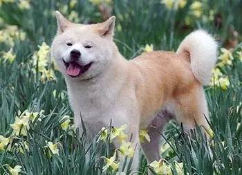 柴犬和秋田犬，并不是同一种土狗