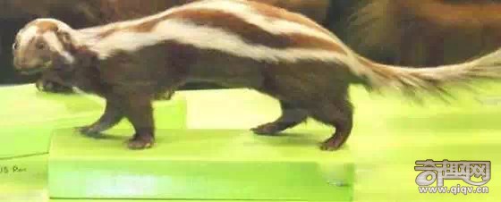 15种动物拥有超能力 猫头鹰隐身术超强