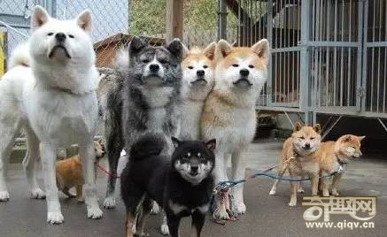 柴犬和秋田犬，并不是同一种土狗