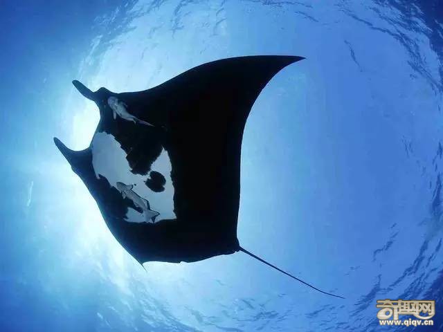 巴基斯坦惊现“嗜脑魔鬼”，揭开了一个惊人的现象