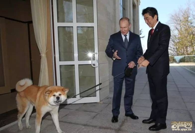 柴犬和秋田犬，并不是同一种土狗