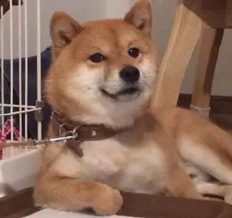 柴犬和秋田犬，并不是同一种土狗