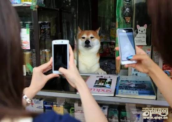 柴犬和秋田犬，并不是同一种土狗