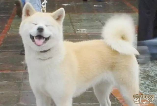 柴犬和秋田犬，并不是同一种土狗