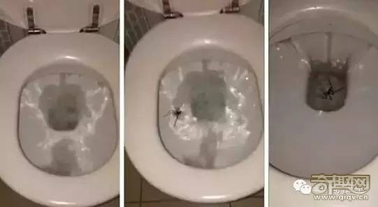 真的好恐怖！在这里上厕所一定要先冲水...慎入！！