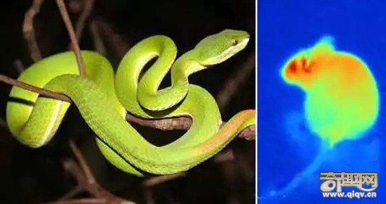 15种动物拥有超能力 猫头鹰隐身术超强
