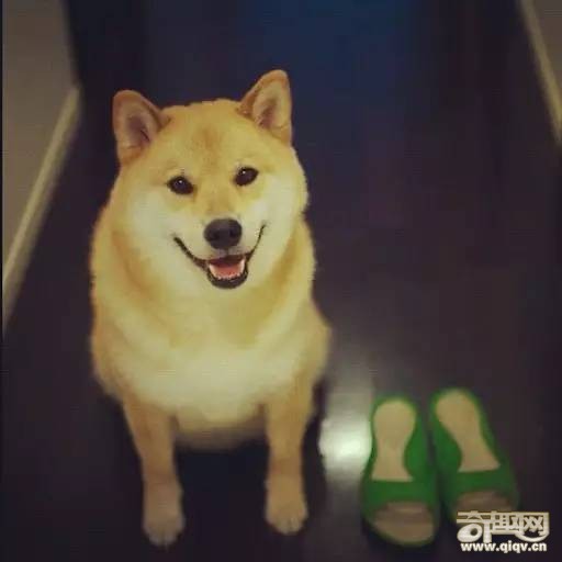 柴犬和秋田犬，并不是同一种土狗