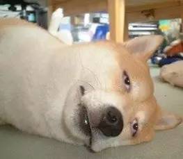 柴犬和秋田犬，并不是同一种土狗