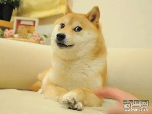 柴犬和秋田犬，并不是同一种土狗