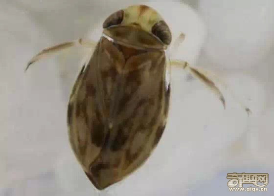 15种动物拥有超能力 猫头鹰隐身术超强
