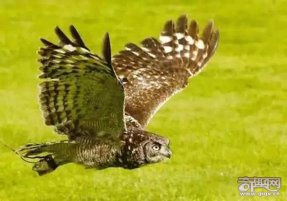 15种动物拥有超能力 猫头鹰隐身术超强