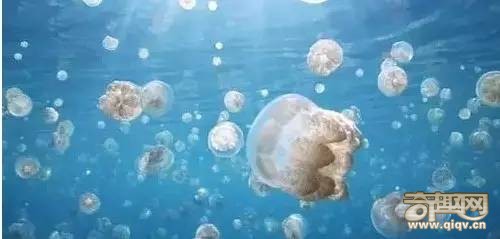 神秘又壮观的生命迁徙！太震撼！