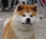 柴犬和秋田犬，并不是同一种土狗