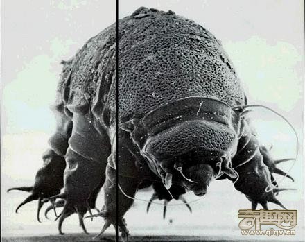 科学家发现水熊是第一种幸存于太空的动物