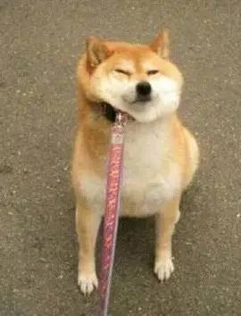 柴犬和秋田犬，并不是同一种土狗
