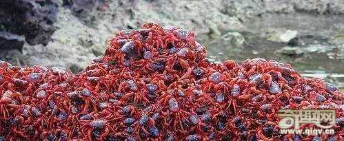 神秘又壮观的生命迁徙！太震撼！