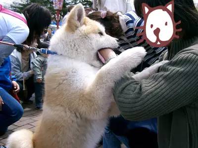 柴犬和秋田犬，并不是同一种土狗