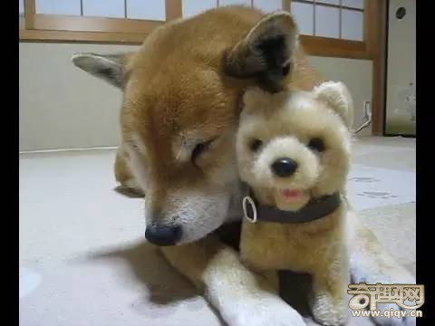 柴犬和秋田犬，并不是同一种土狗