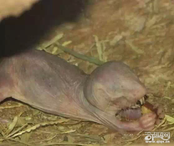 15种动物拥有超能力 猫头鹰隐身术超强