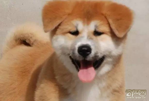 柴犬和秋田犬，并不是同一种土狗