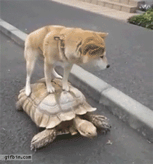 柴犬和秋田犬，并不是同一种土狗