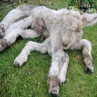 内蒙古惊现畸形羊羔共有7条腿