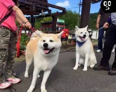 柴犬和秋田犬，并不是同一种土狗