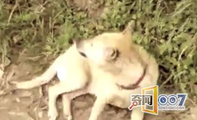 狗突然跑出家，在路边树底下刨地令人心痛