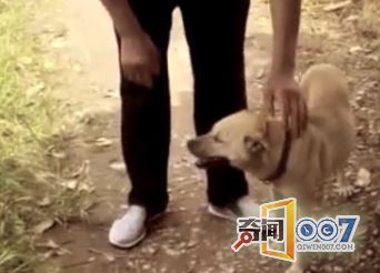狗突然跑出家，在路边树底下刨地令人心痛