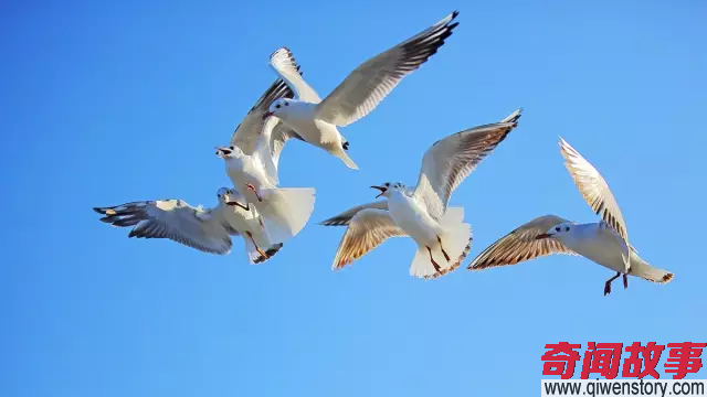 如果没有云南 中国就没有真正意义上的春天