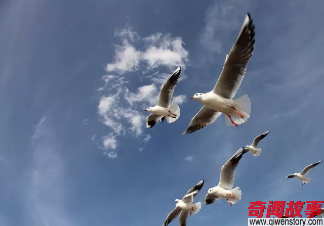 如果没有云南 中国就没有真正意义上的春天