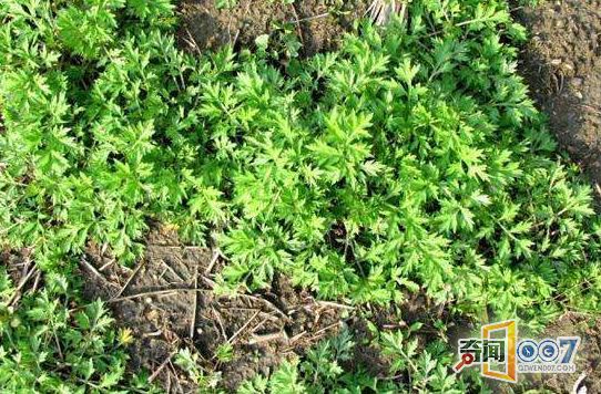 农村的这种草竟有这奇效