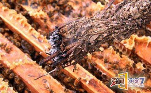农村的这种草竟有这奇效