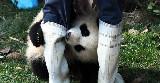 萌翻了！熊猫宝宝骑木马走红_0