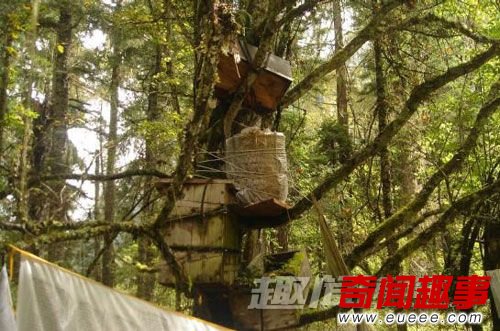 西藏树葬习俗