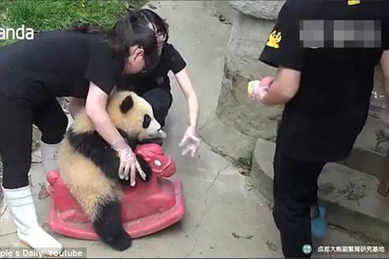 萌翻了！熊猫宝宝骑木马走红_0