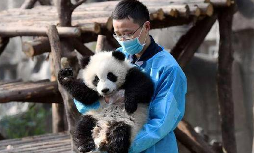 萌翻了！熊猫宝宝骑木马走红_0