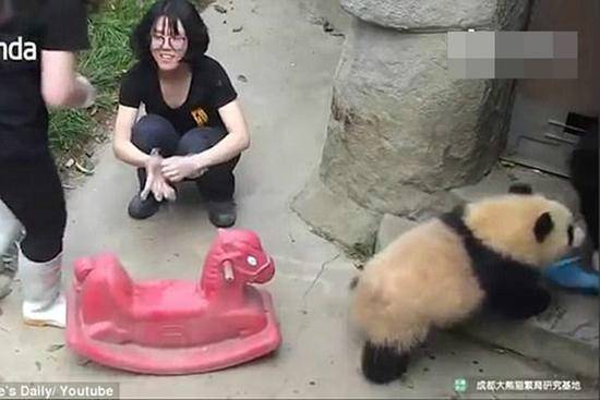 萌翻了！熊猫宝宝骑木马走红_0