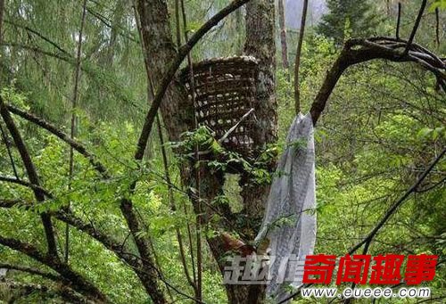 西藏树葬习俗
