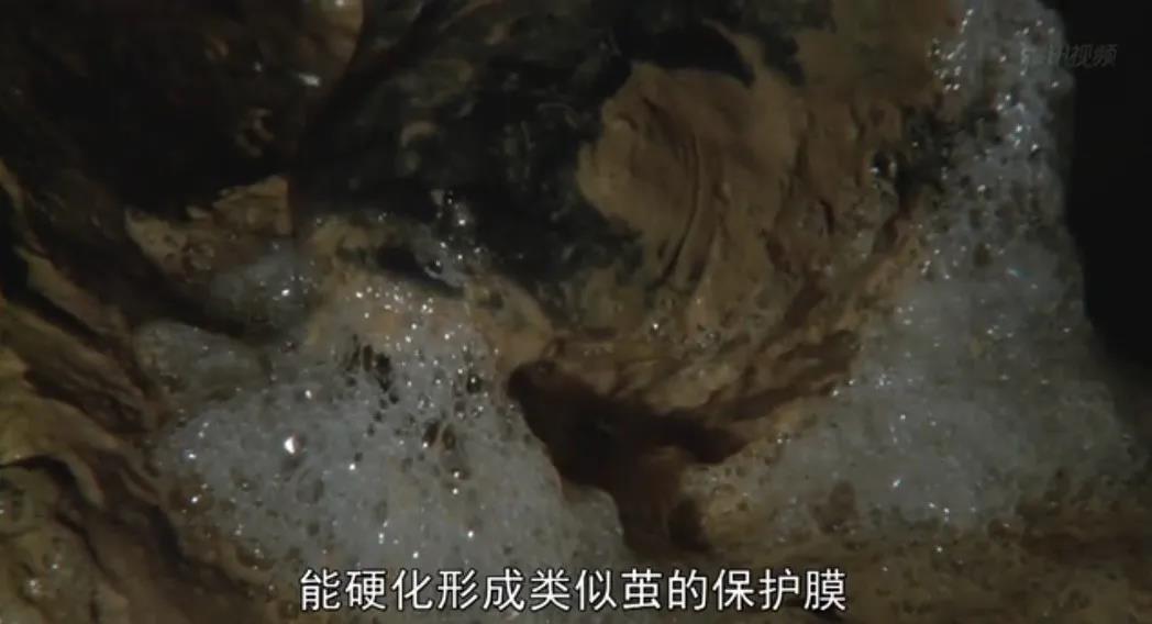 被砌入墙壁、不吃不喝5年，但他活了下来