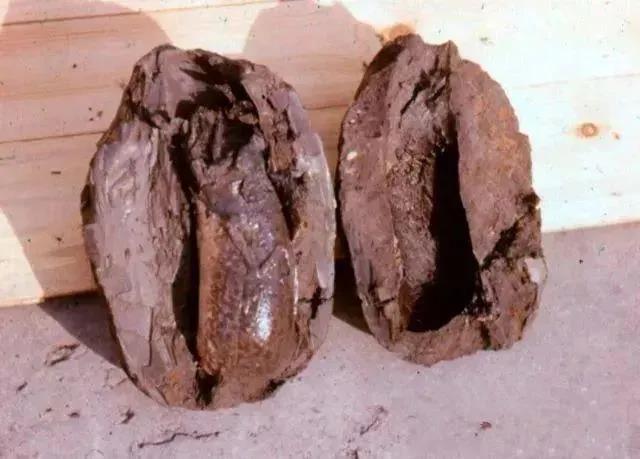 被砌入墙壁、不吃不喝5年，但他活了下来