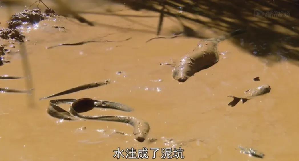 被砌入墙壁、不吃不喝5年，但他活了下来