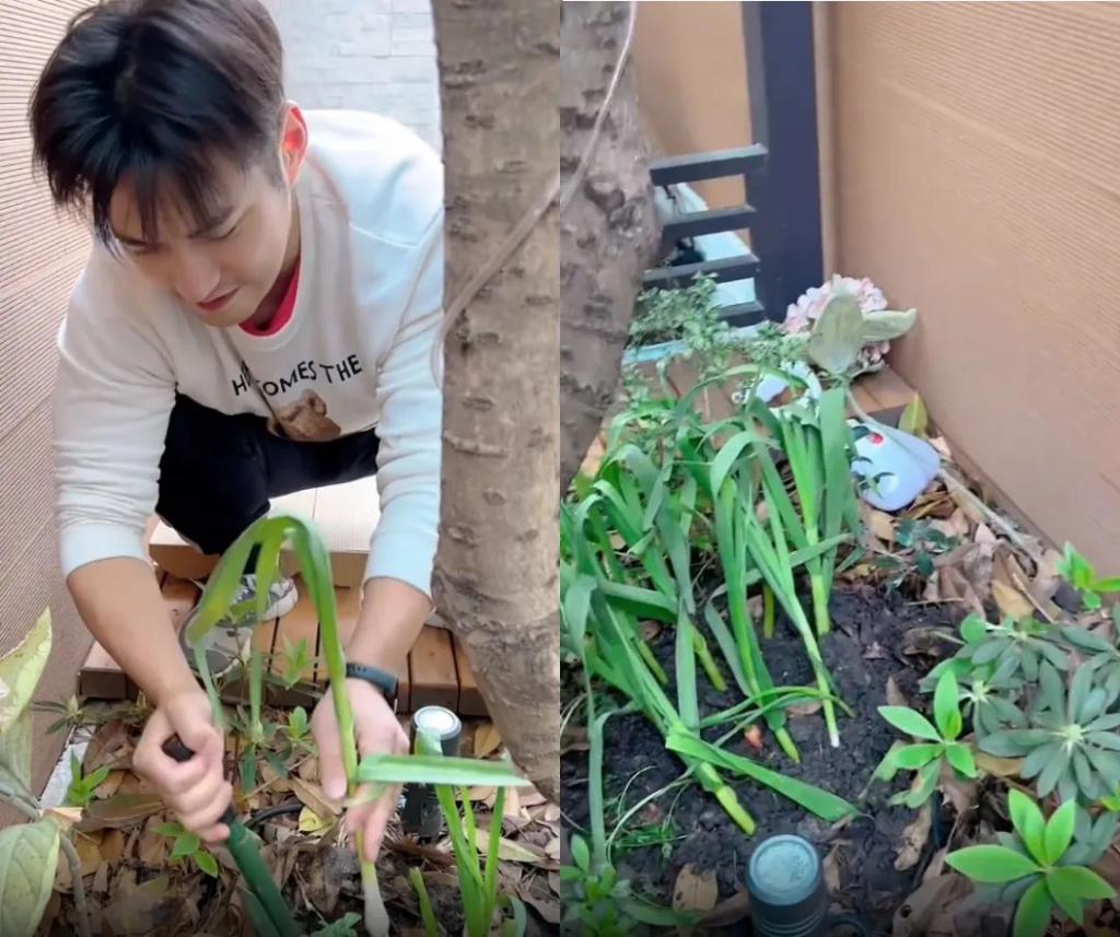 上海明星的别墅：邹市明家院子似公园，陈赫女儿房间上百平