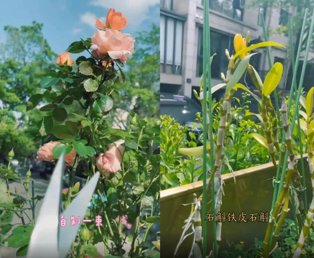 上海明星的别墅：邹市明家院子似公园，陈赫女儿房间上百平