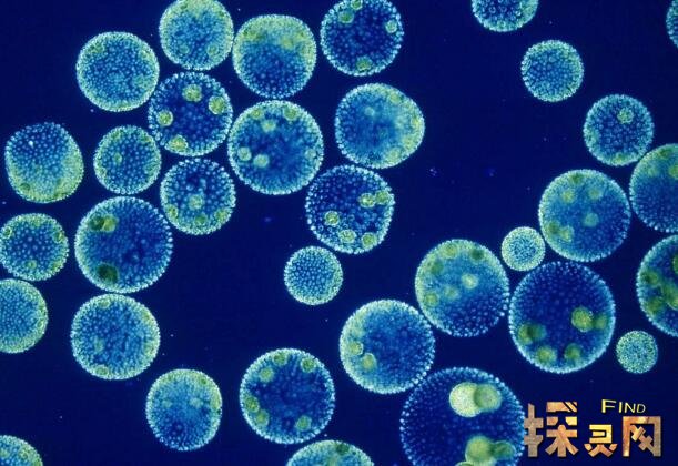 宇宙中最早出现的生命是什么，36亿年前产生有生命的细胞