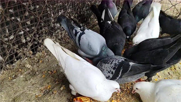 人类什么时候发现了盐，为什么人不吃盐会浑身无力，动物却不会